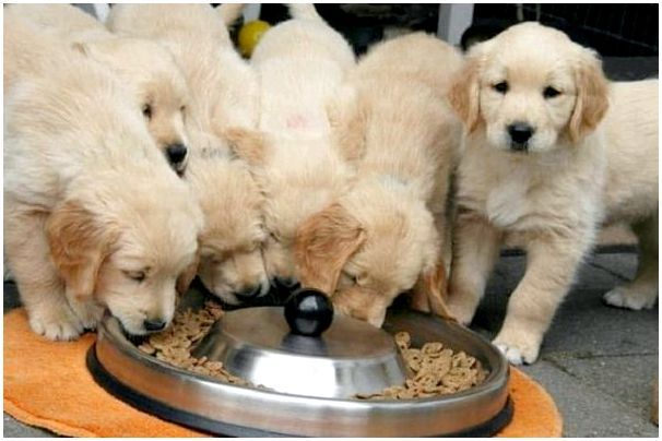 Размоченный сухой корм для собаки