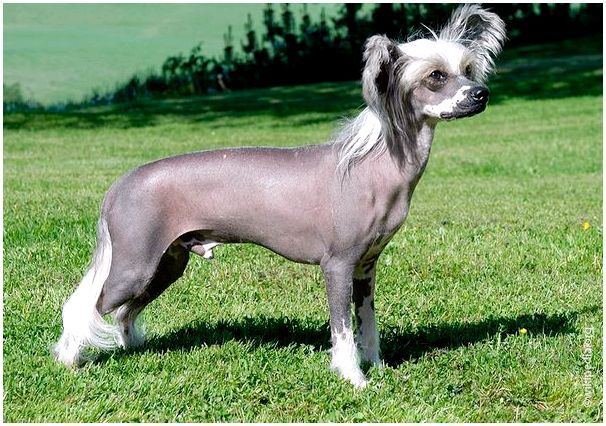 Китайская голая хохлатая собака