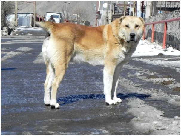 Внешний вид грузинской овчарки