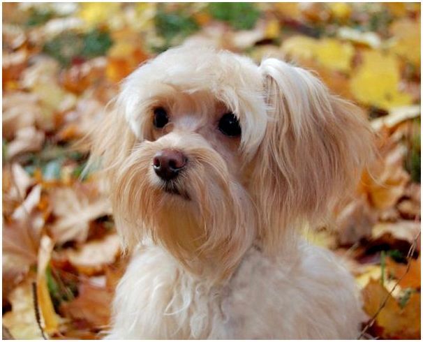 Собака среди осенних листьев