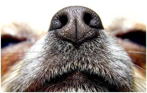сухой нос при простуде у собаки