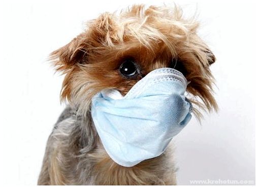 надлежащее лечение простудного заболевания у собаки