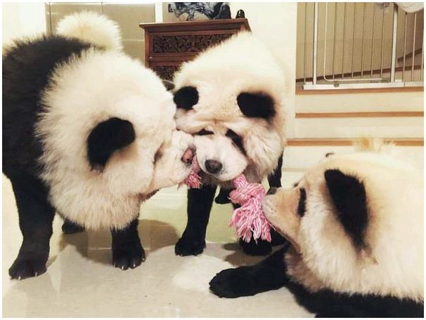 Порода собак похожих панду