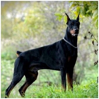 Породы собак черные без хвоста
