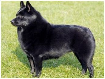 Породы собак черные без хвоста