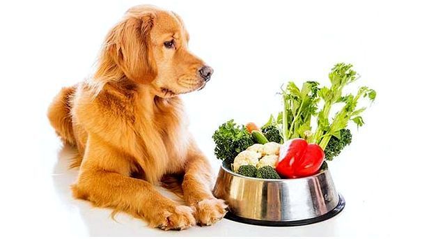 Как и чем правильно кормить собаку