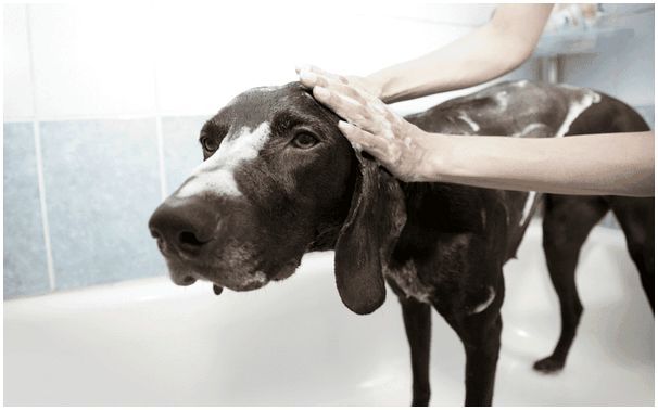 мытье собаки в ванной