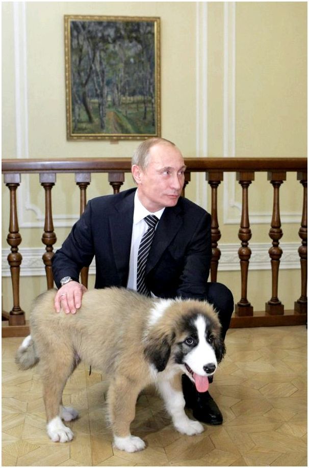 Порода собака президента путина