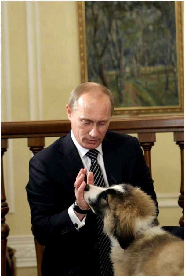 Путин его собака породы