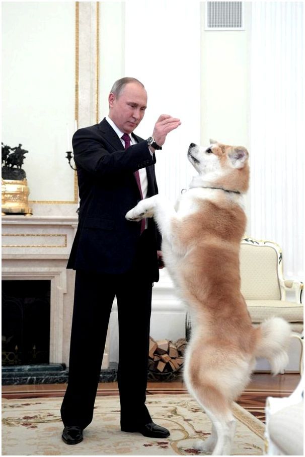 Собака президента путина какая порода