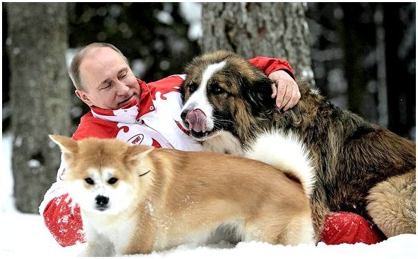 Порода собака президента путина