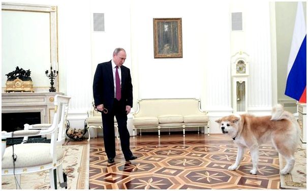 Собака президента путина какая порода