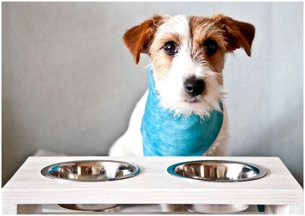 Какая высота миски для собаки оптимальна при кормлении?