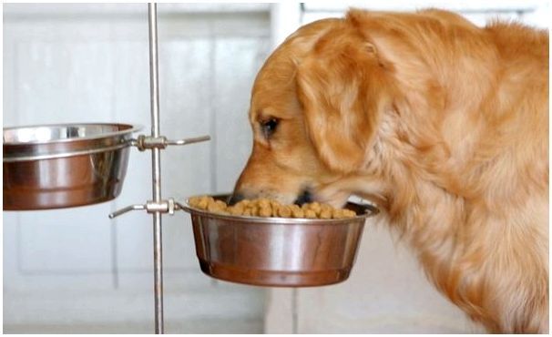 Какая высота миски для собаки оптимальна при кормлении?