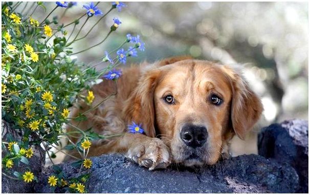 Пес лежит рядом с цветами