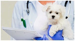 Для чего нужны прививки собаке