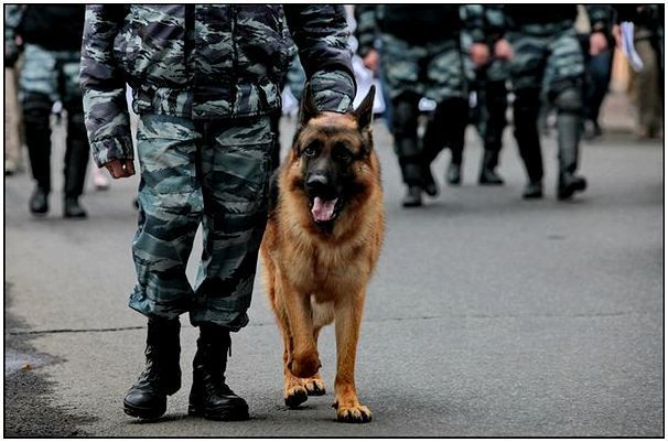 10 самых лучших полицейских пород собак в мире
