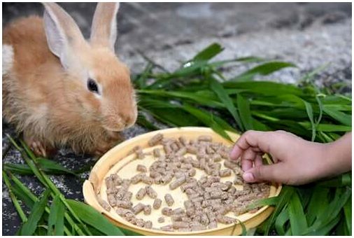 Кролик ест.