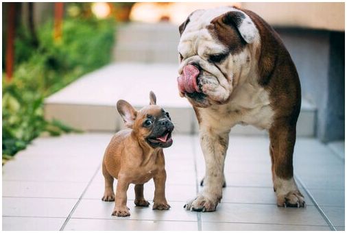 Карликовость в природе: маленькая собака и большая собака.