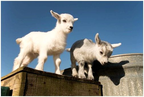 Две карликовые козы собираются прыгнуть.