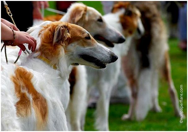 Красивые собаки мира фото и названия thumbnail