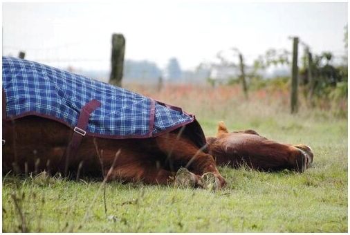 Лошади спят, стоя или лежа?