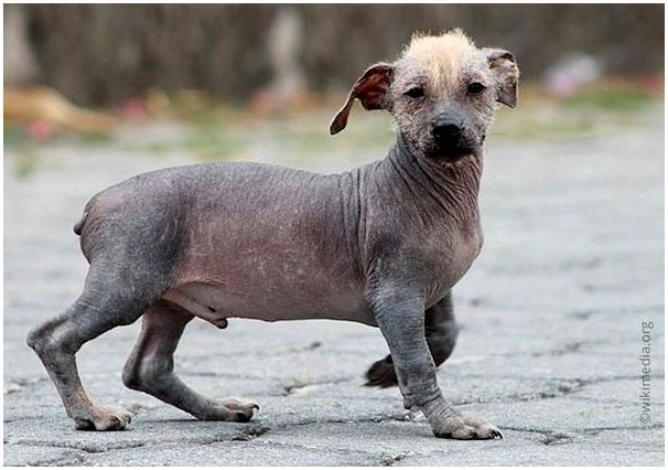 Порода собаки с лысым хвостом thumbnail