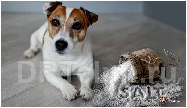 Соль для собак: можно или нельзя