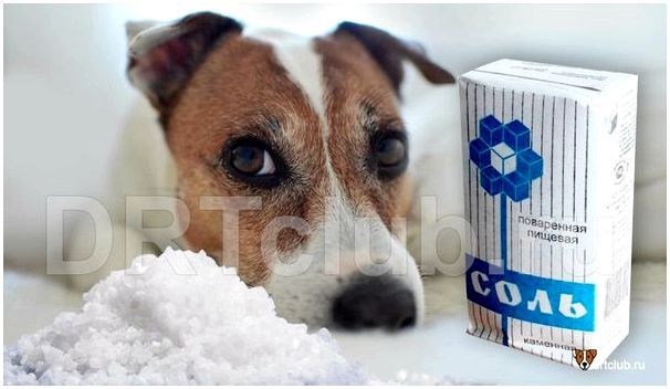 Нужна ли собакам соль или нет