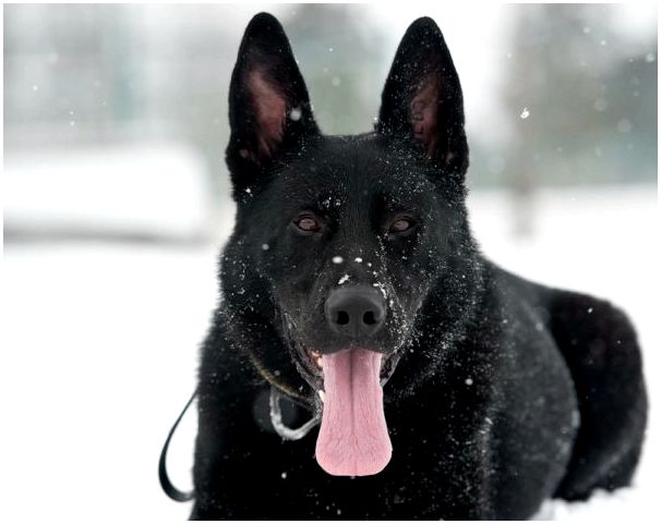 У чёрной собаки должны быть тёмные глаза и чёрный нос