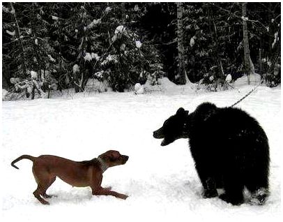 Родезийский риджбек и медведь, фотография собаки, фото породы собак