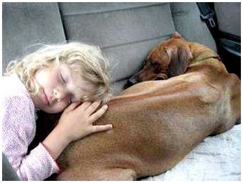 Родезийский риджбек и ребенок, фото собаки, фотография породы собак