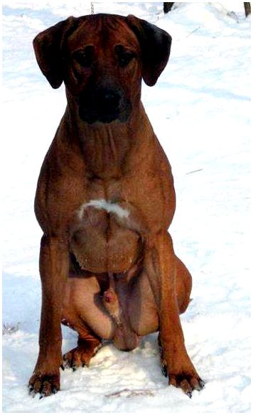 Родезийский риджбек, фото собаки, фотографии породы собак