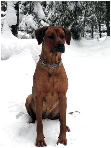 Родезийский риджбек на снегу, фото собаки, породы собак фотография