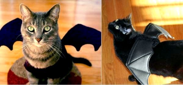 Симпатичные Хеллоуинские Костюмы для Кошек - Летающий Кот