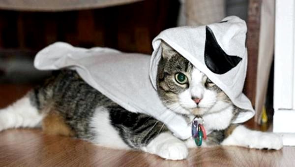 Симпатичные костюмы для кошек на Хэллоуин: остерегайтесь духов!