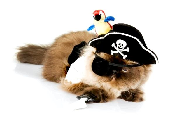 Симпатичные хэллоуинские костюмы для кошек - пираты сегодня!