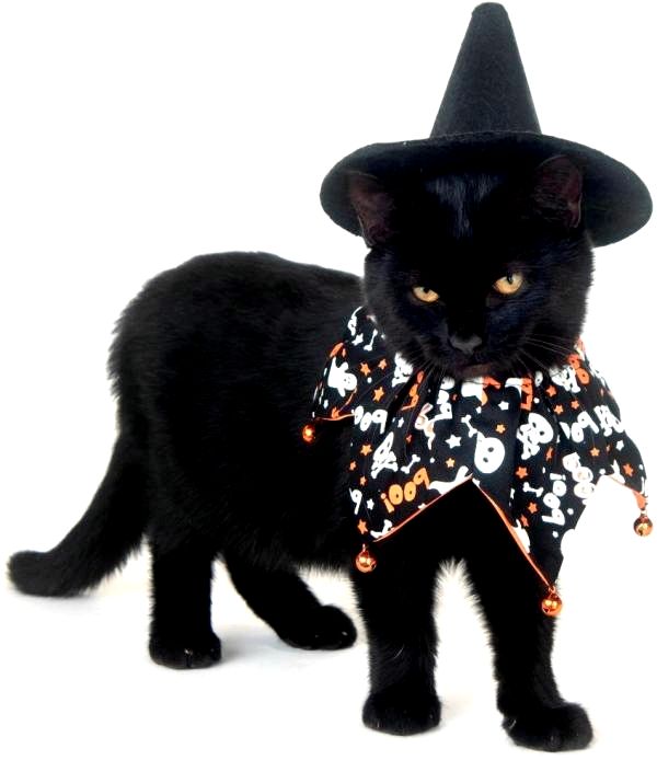 Симпатичные Хэллоуин костюмы для кошек - Хэллоуин костюмы для черных кошек