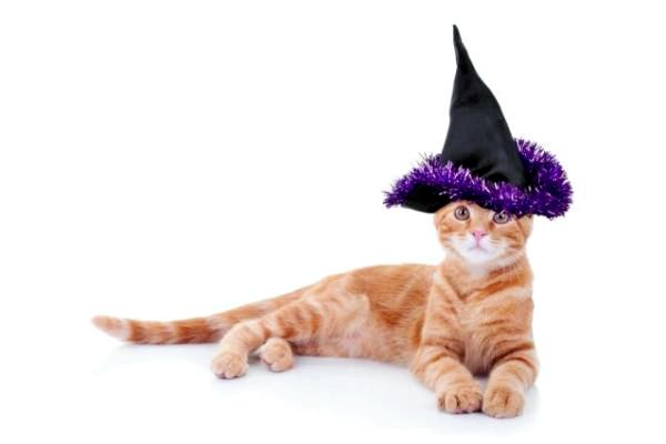 Симпатичные костюмы для кошек на Хэллоуин - Хэллоуин!