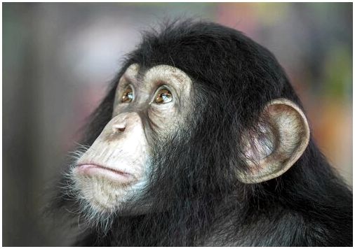 Собака или шимпанзе: кто из них умнее?