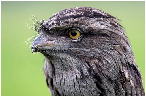 Tawny Frogmouth: все, что вам нужно знать