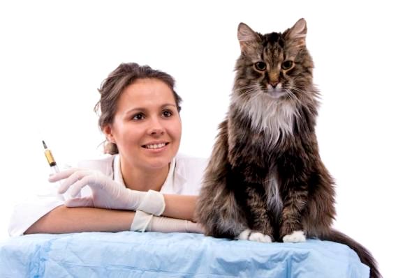 Токсоплазмоз у кошек: симптомы токсоплазмоза у кошек