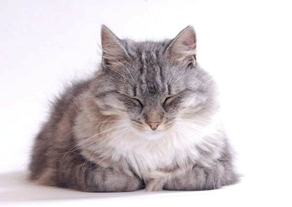 Токсоплазмоз у кошек: профилактика токсоплазмоза у кошек