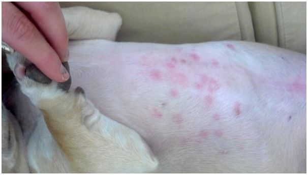 Аллергия у собаки
