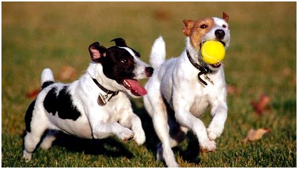 Собаки с мячом
