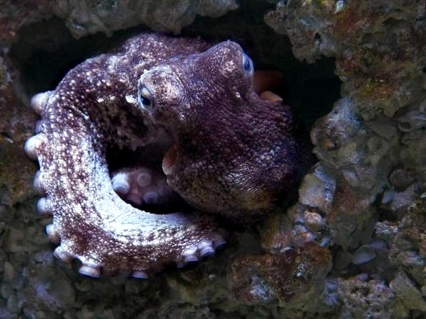 Виды моллюсков - Характеристика и примеры - 8. Осьминог обыкновенный (Octopus vulgaris)