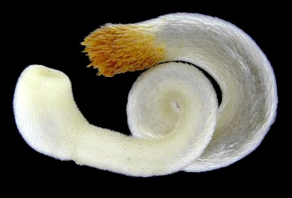 Типы моллюсков - Характеристика и примеры - 1. Chaetoderma elegans