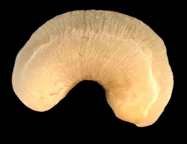 Виды моллюсков - Характеристика и примеры - 2. Neomenia carinata