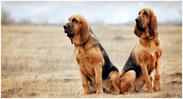 Породы вислоухих крупных собак