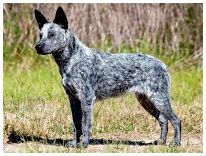 Австралийская пастушья собака (голубой хилер)